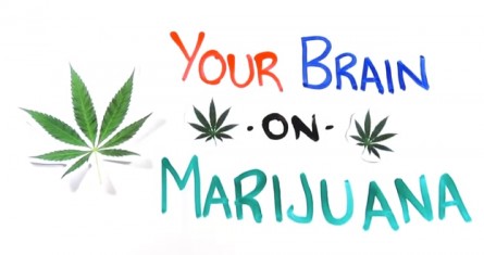 brain on pot brain on pot